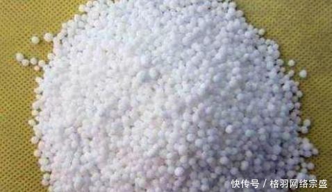 老花匠养花从不用啤酒、淘米水,仅在盆里倒点“它”,养啥爆啥!