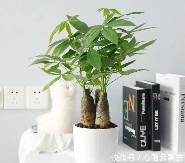 快过年了,6种“招财树”不能少,家里养几棵,招福又招财