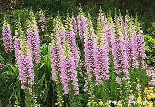 一款被名字耽误的高颜值花,好养有价值,花朵串串开一夏!