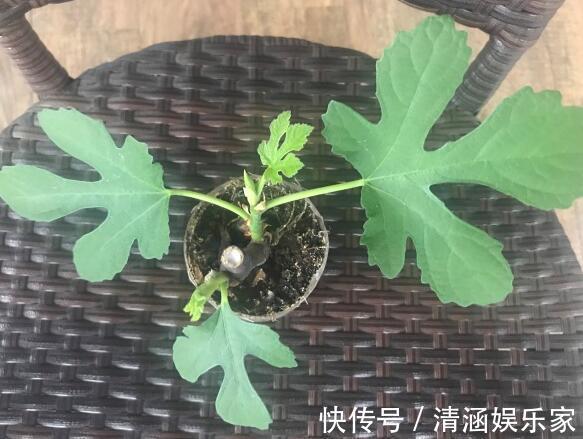 盆栽无花果“这样养”,一片叶子10个果,不掉果,个个大又甜