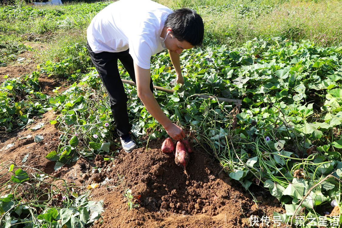 番薯的花样吃法,舌尖上的美食,只问吃过几种
