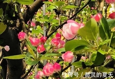 天秤们|十月中旬桃花朵朵开,爱情运势很旺的星座