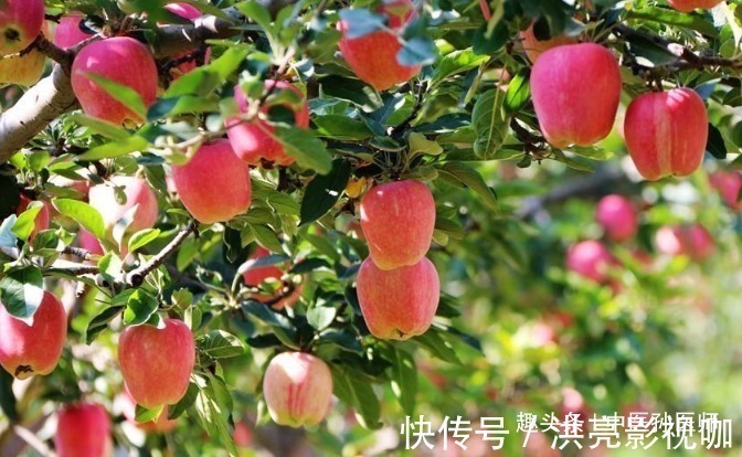 苹果|晚上吃苹果,对健康是利是弊很多人不清楚,为了健康应了解清楚