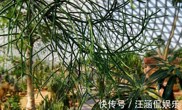 茎干|多肉“光棍树”，毒性与众不同，可远观不可亵玩