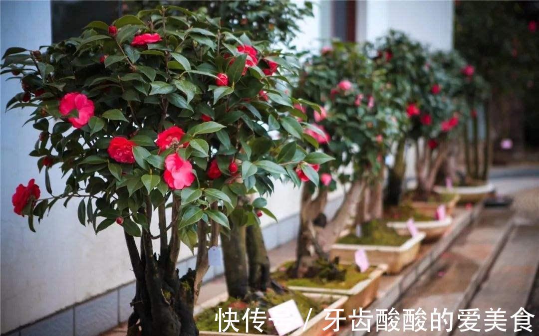 10大健康花,建议养一盆,不但能吸废气制氧气,还好养贵气