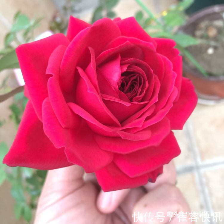 喜欢菊花，不如养盆优良名菊“唐宇云霄”，清新之美，气质典雅！