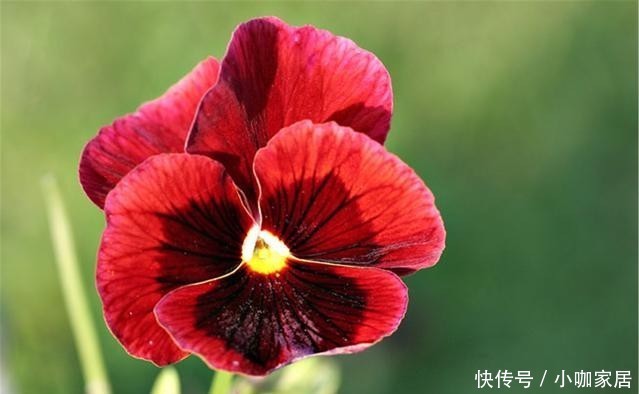 花草|冬季养花,晨起少做4件事,花草或会“感激”你