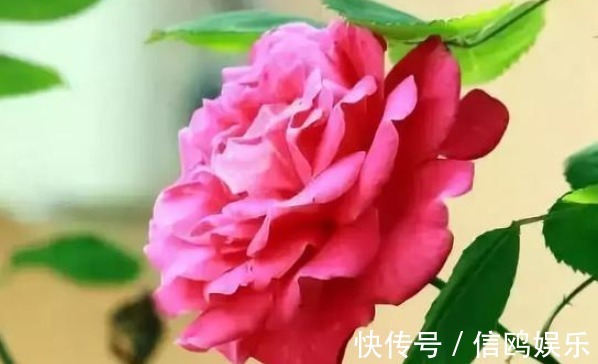 植株|养花要“摘心”，摘完越养越好，来年长得“旺”，枝繁叶茂花期长