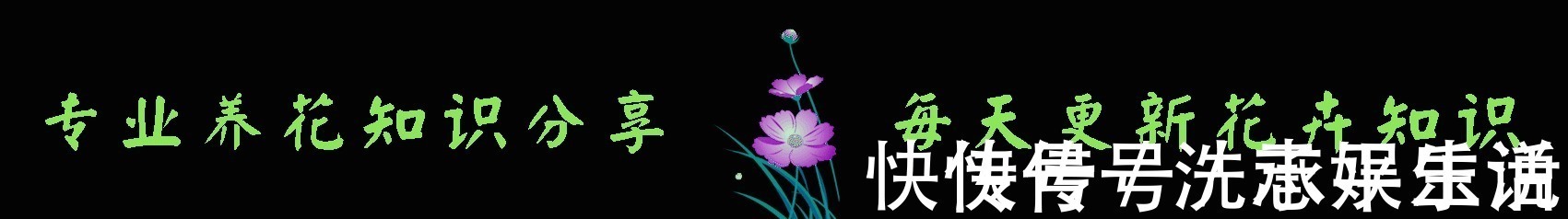 喜欢菊花，不如养盆“精品玫瑰”鳞托菊，四季开花，香味浓郁