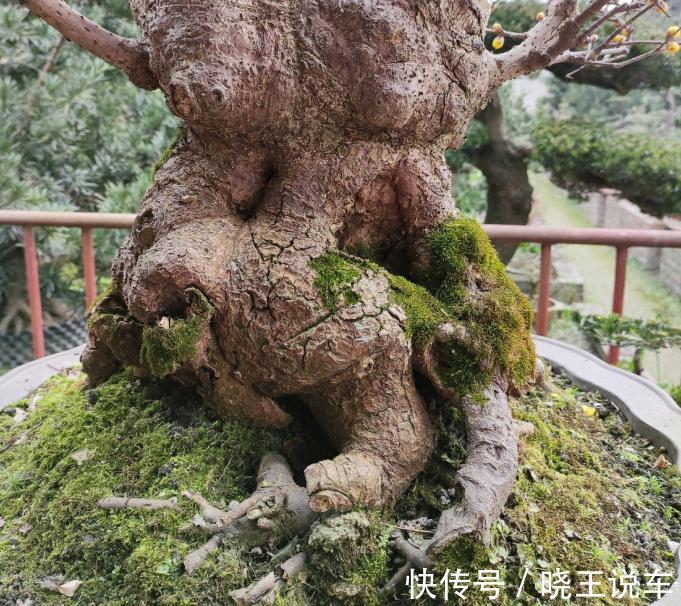 花盆|冬季观赏型花木:腊梅,盆栽记住4点,有枝有花,摆客厅超赞