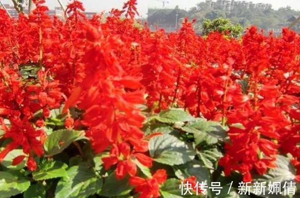4种花是爆盆能手,开起花来“拦”不住,家里养一盆,招财又纳福