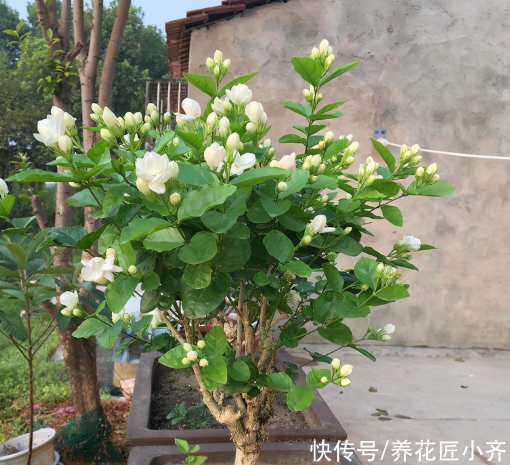 传输|茉莉花不开花的原因，不单单是缺肥，还有另外两点很关键
