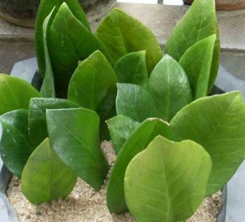 夏天|夏天8种花不用买,掐个叶子就能插活,让你的阳台变花园