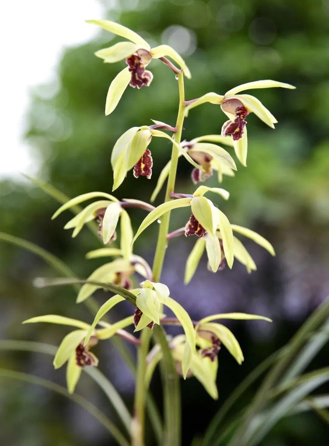 新手种植兰花，最容易犯的6大错，每一条都会影响兰花长势