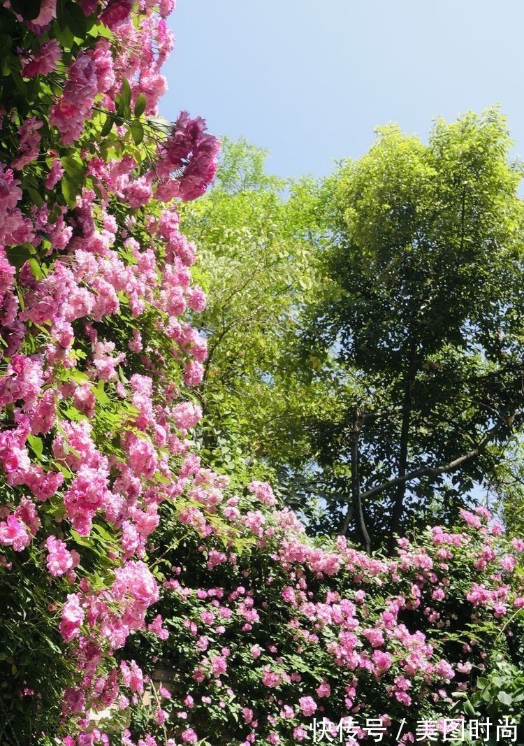 庭院改造:50㎡的下沉式庭院造花园,有地我也建一个,太好看了!