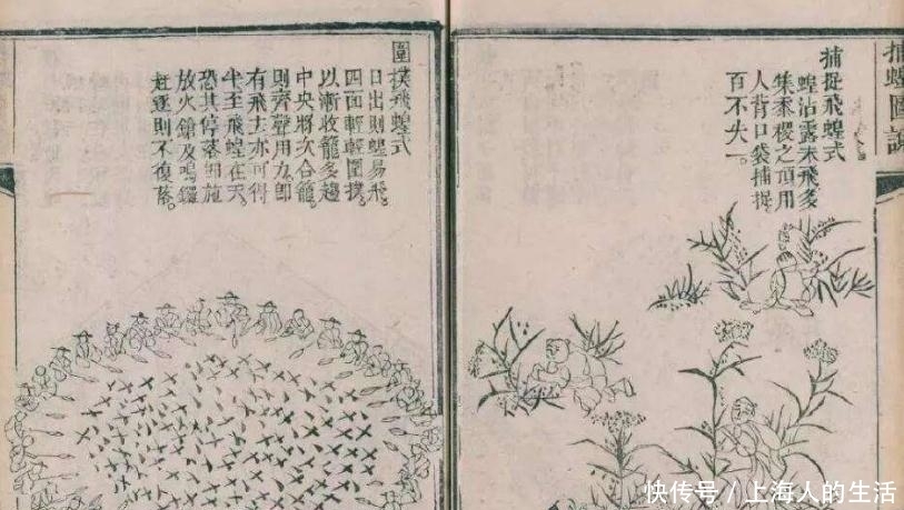 蝗虫|为何古代闹蝗灾,会有无数人饿死,难道古人不知道蝗虫可以吃吗?