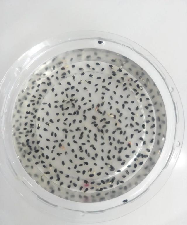 丢一把种子到水里，7天冒出小森林，越热越长个！绿植盆栽不用买