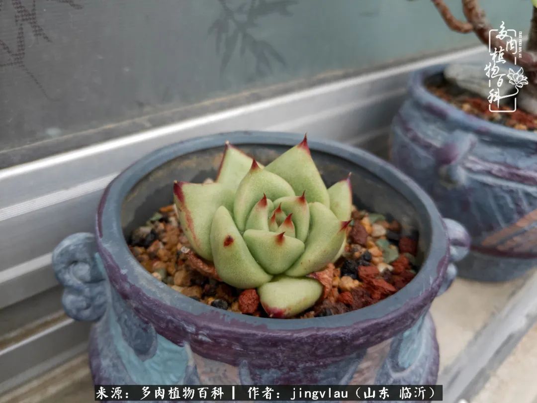 花月|多肉露养度夏，没遮阳没遮雨，有惊无险！