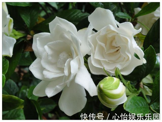 植株|栀子花养不好可能不是你的问题,挖开花盆看“这里”,你就明白