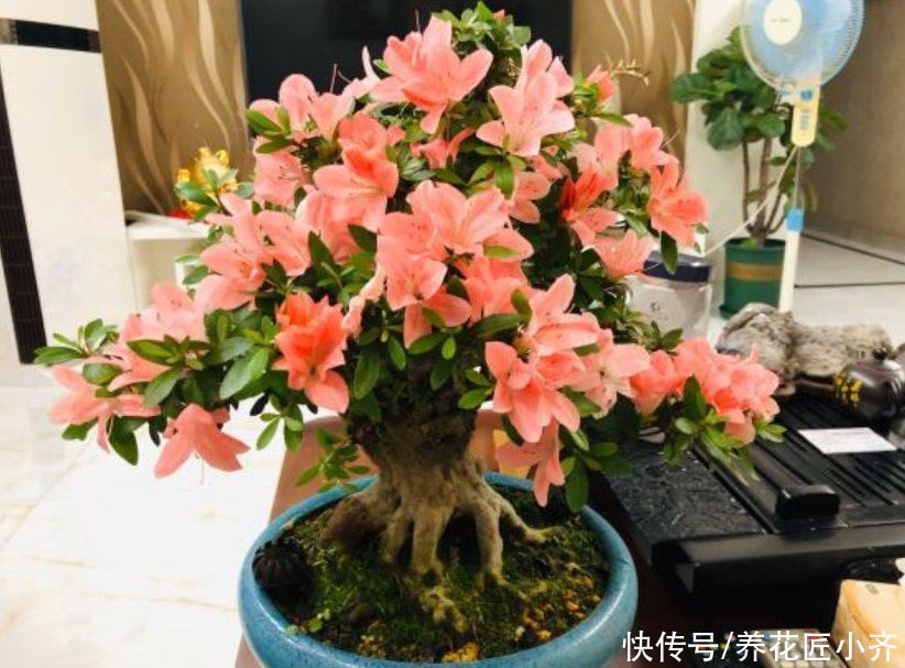 阳台养花，“3种土”不能用，好的土壤，才是养好花的关键