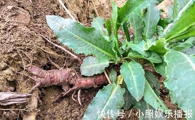 叶子|此物俗称“牛舌菜”，根价值不输人参，河边就有，遇见带走
