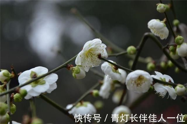 歌女|李商隐又一首无题,红颜无定所,得失在当年,写的是伤逝还是后悔?