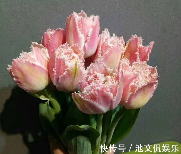 气质型|新手养花,不如养观赏精品布朗尼郁金香,博爱高雅的复古网红花