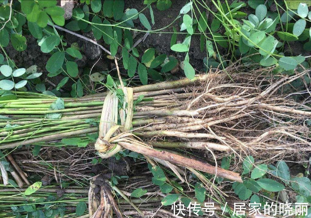 破伤风症|这种北方植物的根能治破伤风症,是“治风之通用药”,你认识吗