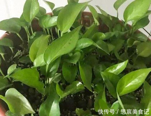 头疼不知道盆栽绿萝喜欢什么?日常注意2方面,枝叶轻松长爆盆