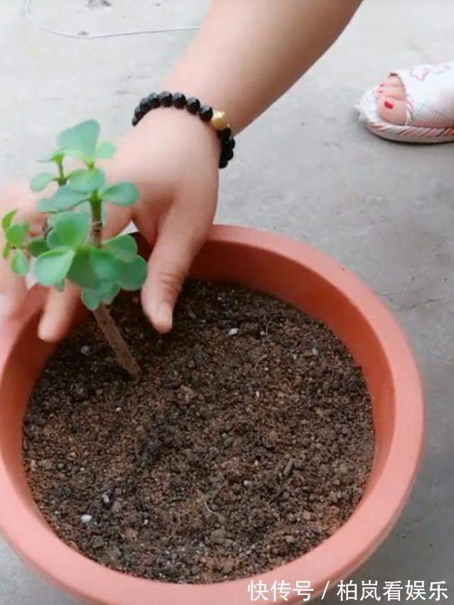 扦插别买“生根剂”，做好3件事，扦插一百根，个个都生根！