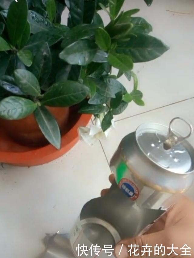 自制|在家用这4种东西自制花盆,简单方便还好看!透气性高养花好