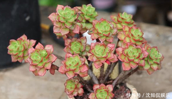 泥炭土|夏天养多肉,做好“关键4点”,安全度夏,越养越肥,越养越壮!