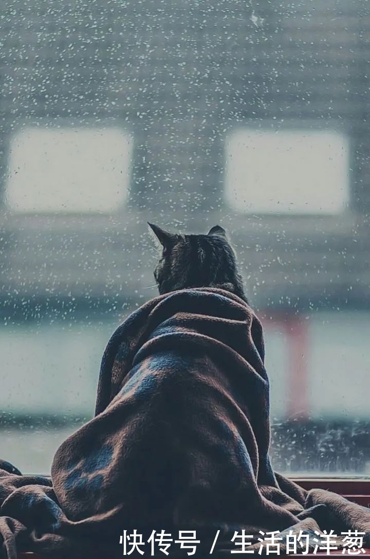 配不上|原来的壁纸已经配不上你的iPhone12了,快来换新的猫咪壁纸