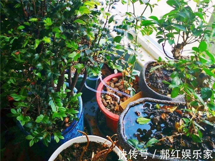 施肥|10个养花的坏习惯,赶紧改,不然真是浪费钱!