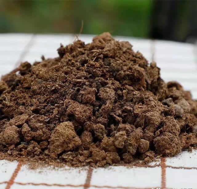 别再羡慕达人的花园了,月季正餐吃得好,你也可以