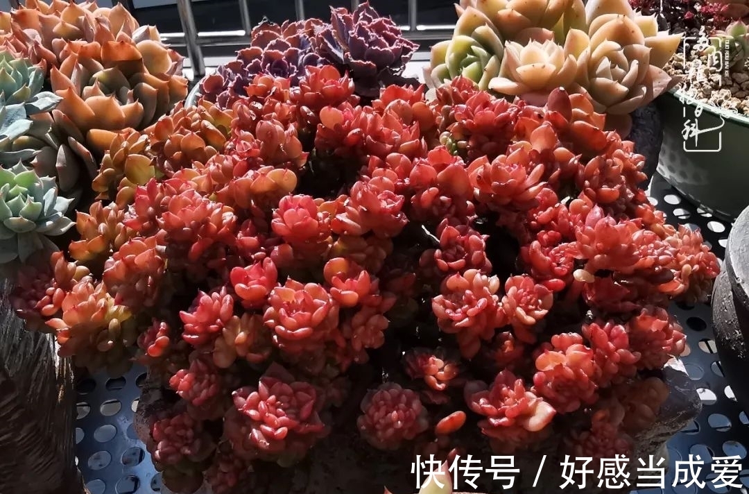 治愈之“肉”:愿所有的养肉人都被这些“胖子们”治愈