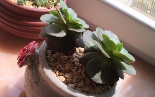 为什么圆滚滚的多肉养着养着就变细长？原因有3个