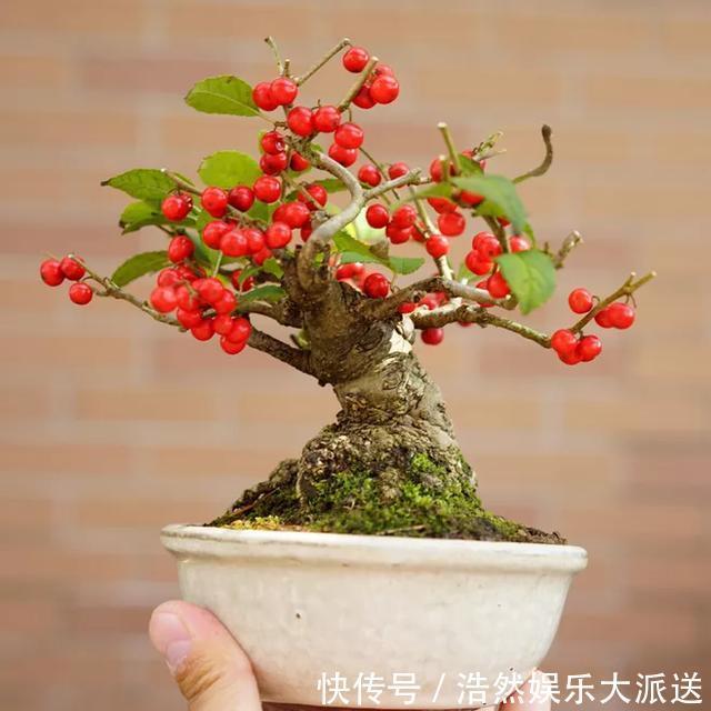 大型盆景不喜欢那就自制微型盆景，放在手上把玩，真好看！