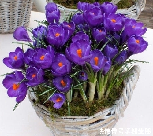 紫色开始流行,紫色花也超美,几种专门的紫色花不养就亏了