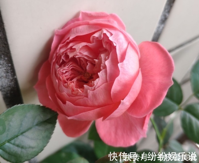 红双喜红双喜|10个最奇葩的月季品种,你可能一个都没见过!