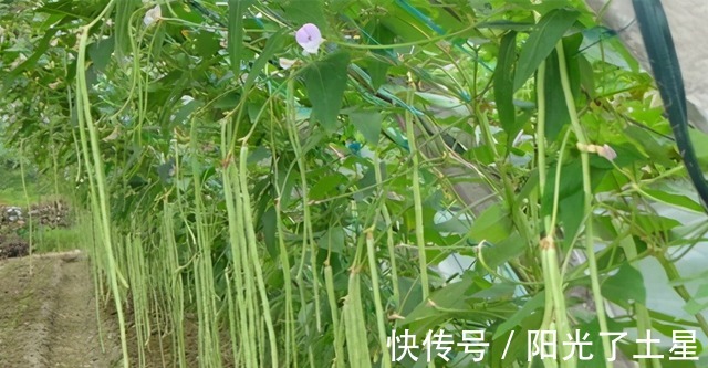 香菇|秋季抓紧吃这菜，剁成馅包饺子吃最香，鲜嫩美味，过一阵子就没了！