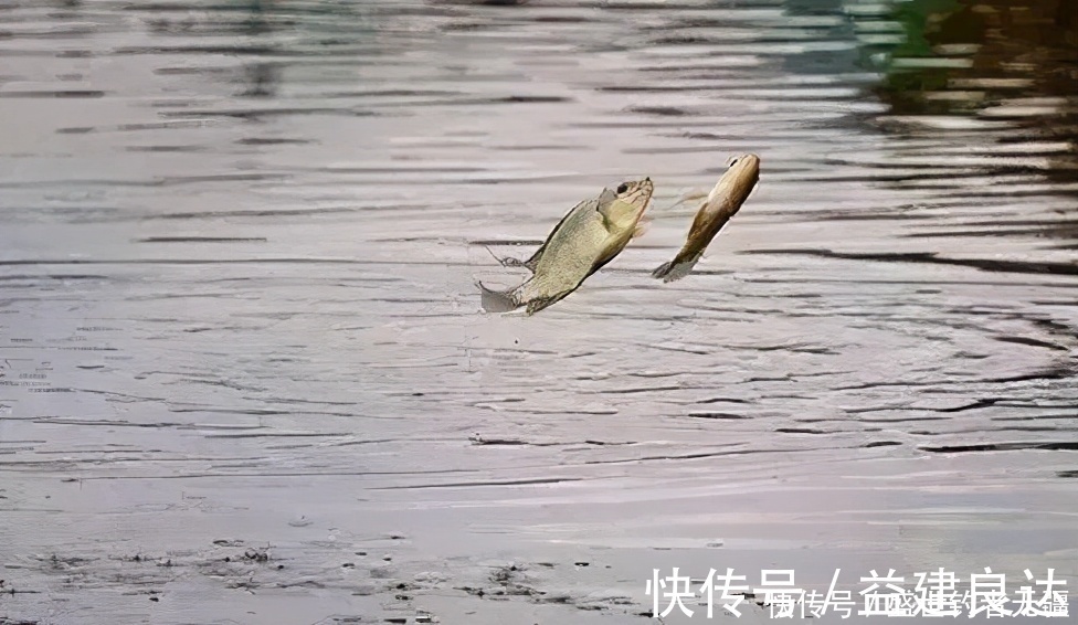 钓法|四种钓鱼常见手法,钓鱼老手会3种以上,你会几种?——盛世三渔