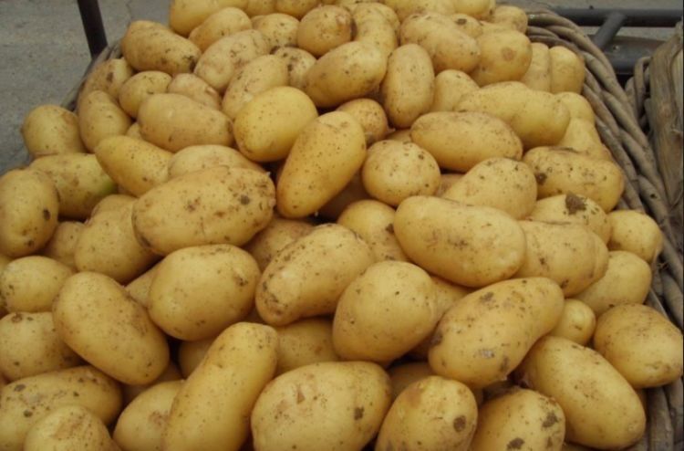 老农告诉你，黄土豆、白土豆的营养、口感区别大，买错了不好吃