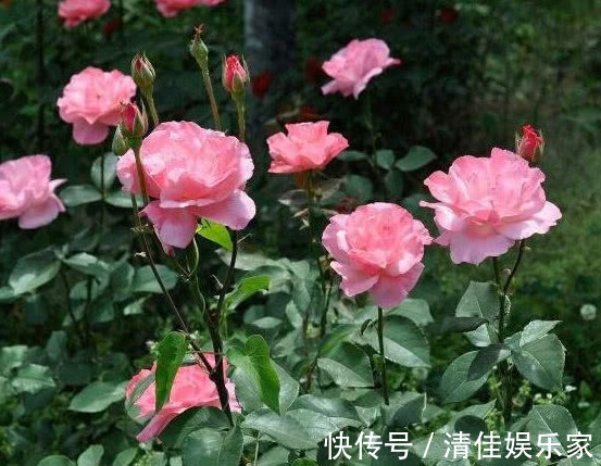 枝条|让“月季”开花不断学会3个方法,花芽嗖嗖冒,花大色艳开满盆