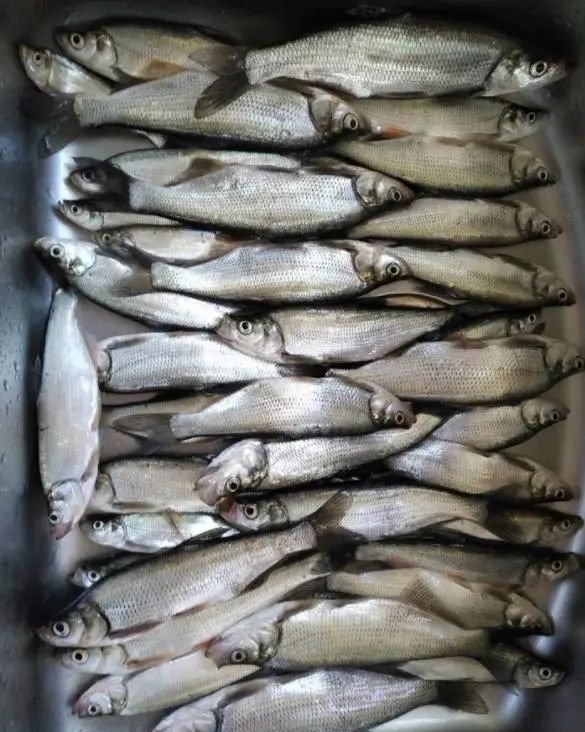 初冬的翘嘴其实比鲫鱼更好钓，把这几招学会，真的可以钓到手软