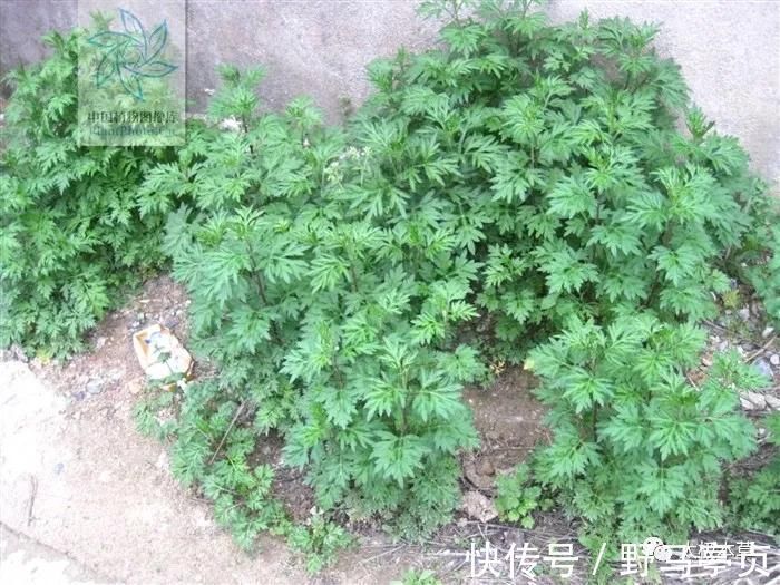 中药大辞典|大籽蒿,见过吗?全草肺热咳嗽、咽喉肿痛;花治黄水疮、皮肤湿疹