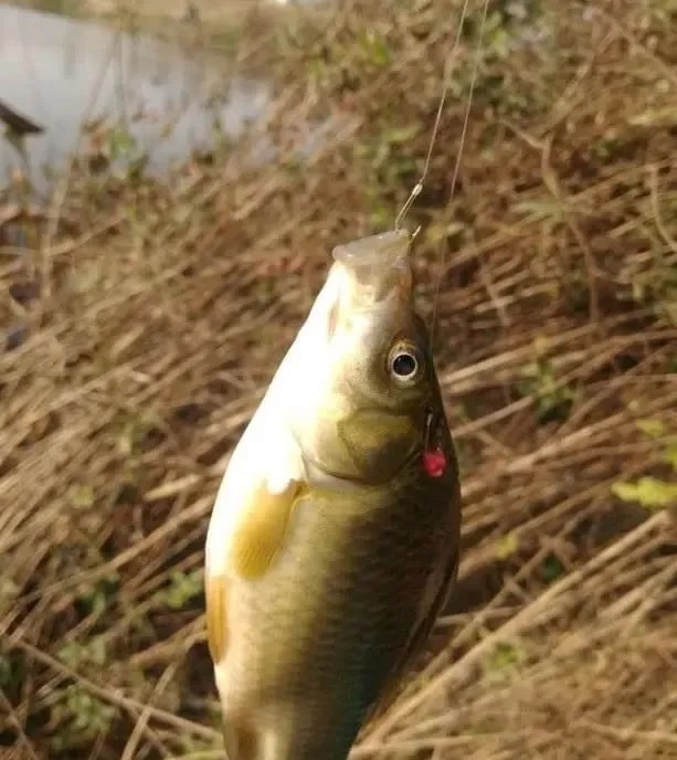 在饵料中加点“这个”,连杆大板鲫很轻松,一般人我不告诉他!