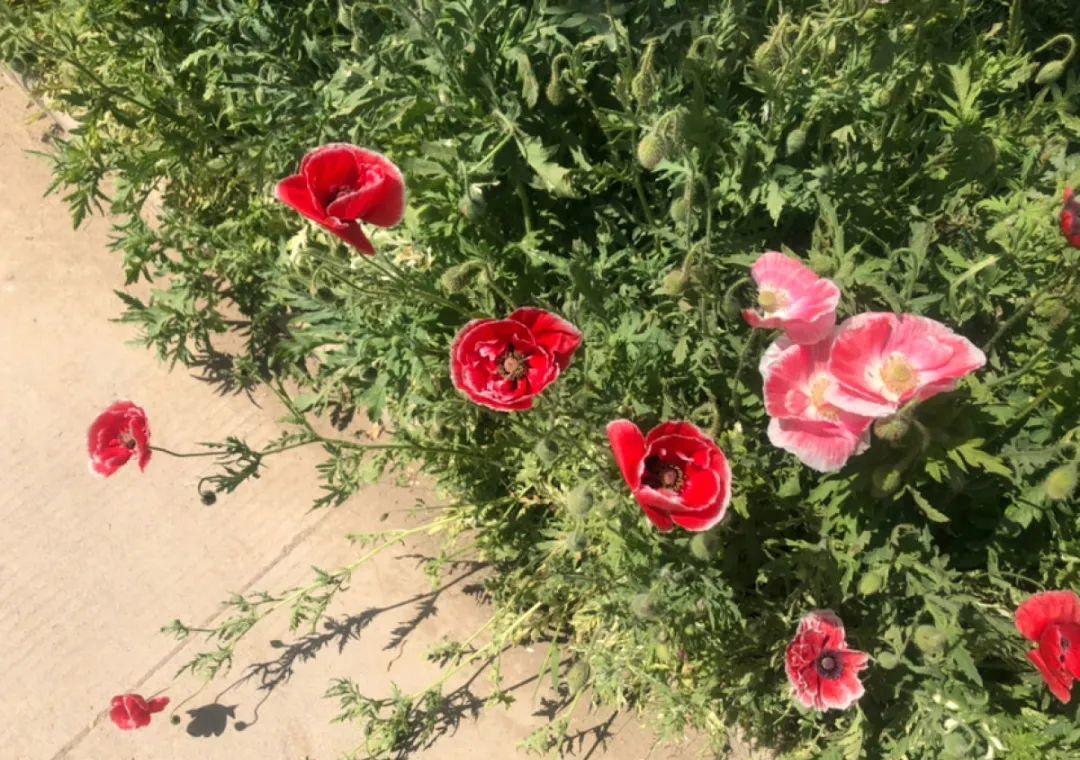 茼蒿|37摄氏度的院子，养这5种花，耐热耐晒开花多