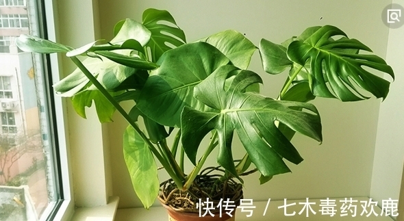 种花|以下2种花哪怕再丑也要养,不仅是家里的守护神,还能镇宅!