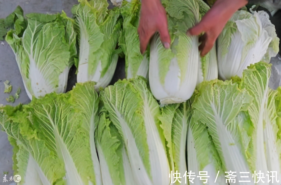 白菜|腌酸菜时,别只知道加盐,学会3个技巧,不发霉不起沫,越放越香